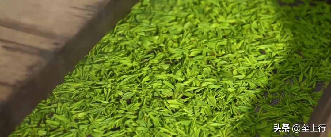 湖北富硒茶好喝(湖北富硒茶多少钱一斤)-硒宝网