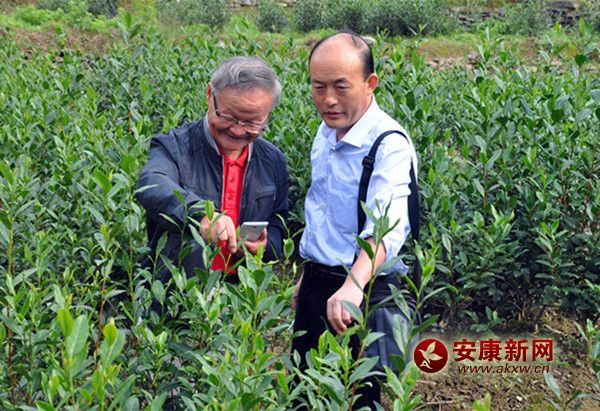 怎么鉴别富硒茶(富硒茶和普通茶的区别)-硒宝网