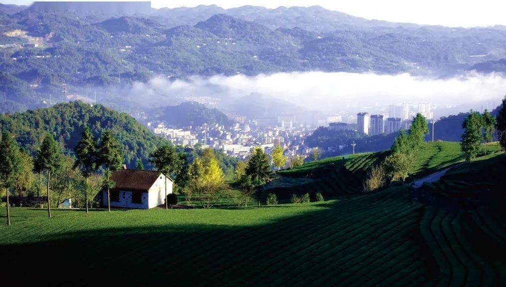 恩施天方富硒茶（恩施富硒茶的功效与作用）-硒宝网