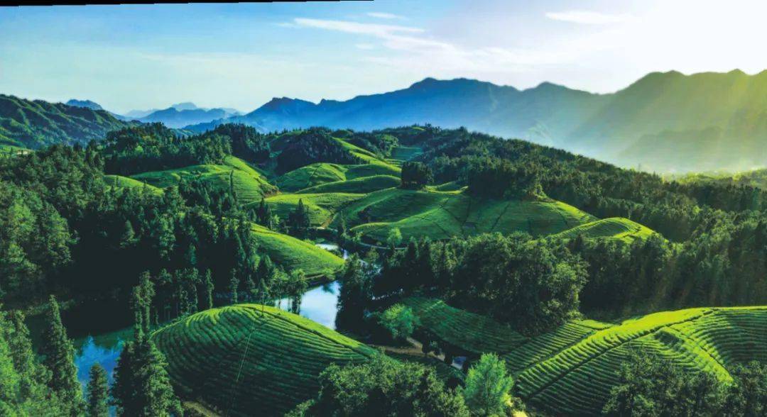 恩施天方富硒茶（恩施富硒茶的功效与作用）-硒宝网