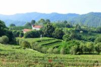 旬阳紫阳富硒茶(紫阳富硒茶山)-硒宝网