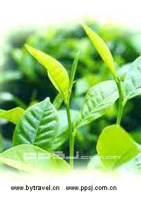 旬阳紫阳富硒茶(紫阳富硒茶山)-硒宝网