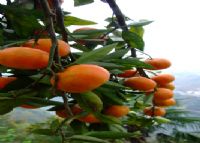 旬阳紫阳富硒茶(紫阳富硒茶山)-硒宝网