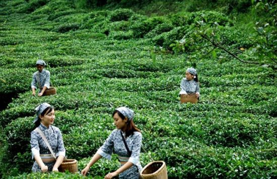 紫阳富硒茶起源(紫阳茶富硒饮品价格)-硒宝网