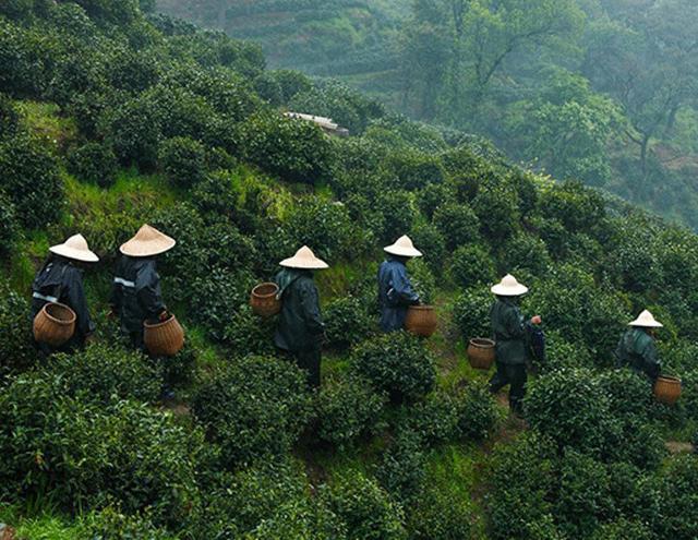 安康富硒银针茶(安康紫阳富硒茶银针多少钱一斤)-硒宝网