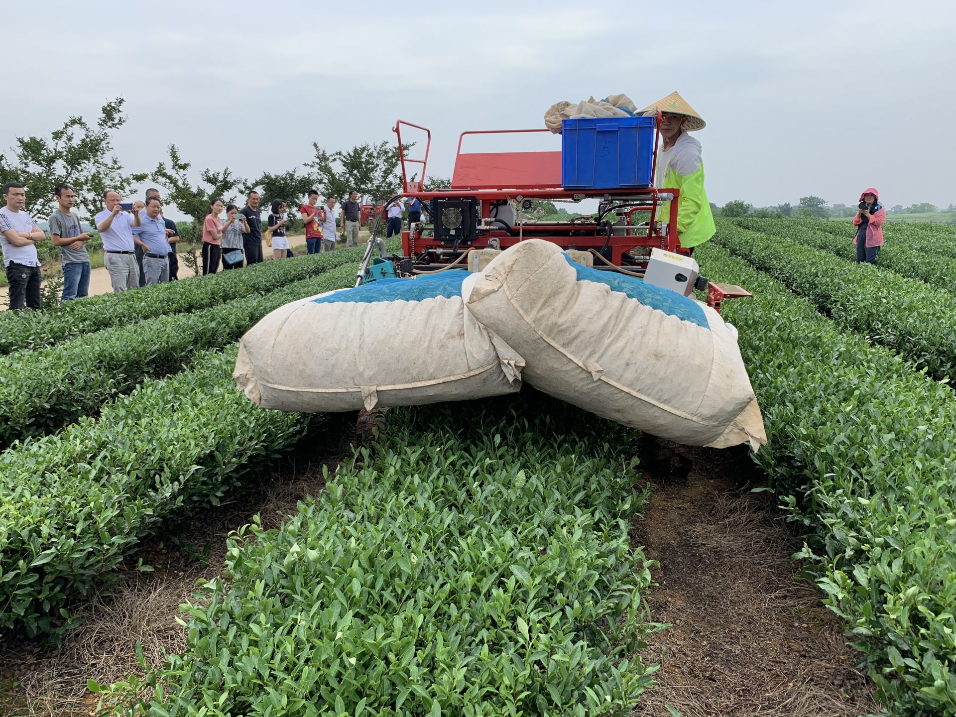 武汉天然富硒茶(武汉天然茶富硒茶价格)-硒宝网