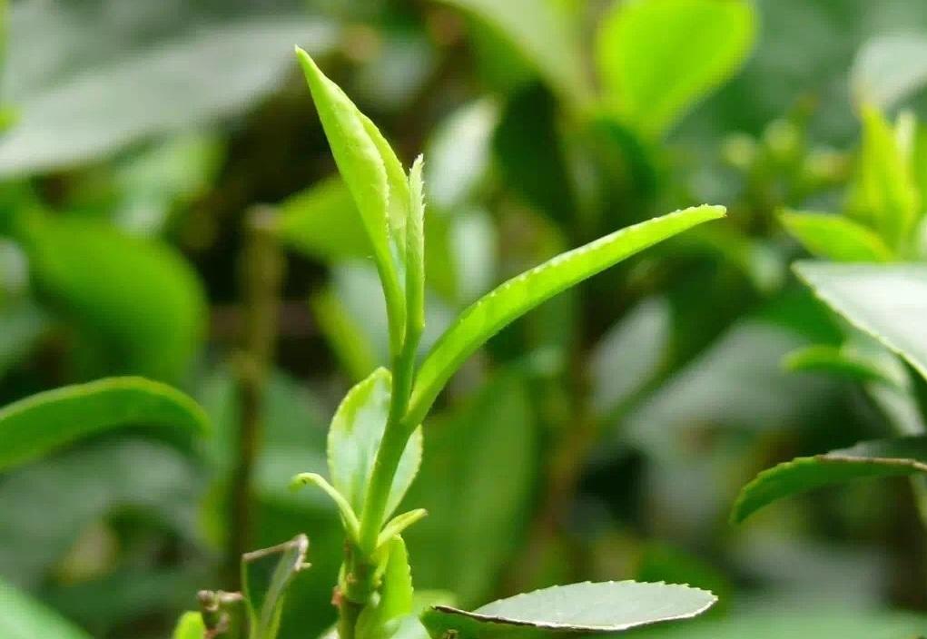 紫阳富硒茶起源（紫阳茶富硒茶）-硒宝网