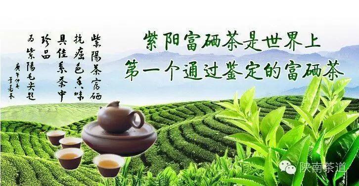 紫阳富硒茶起源（紫阳茶富硒茶）-硒宝网