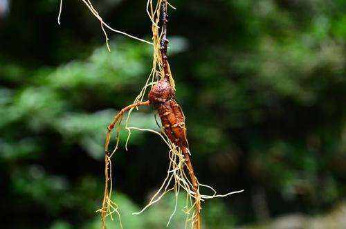 土家富硒茶推荐(富硒茶之乡)-硒宝网