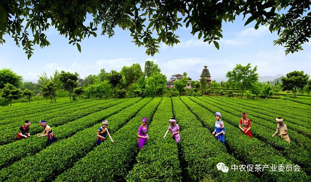 恩施富硒茶代言（恩施富硒茶厂）-硒宝网