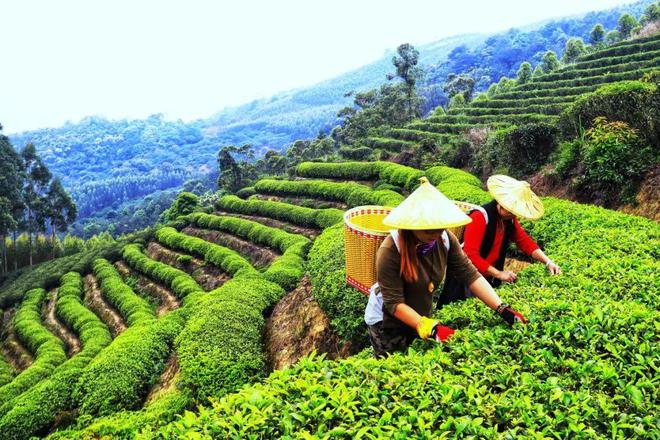 诏安富硒茶产业（诏安富硒的农产品）-硒宝网