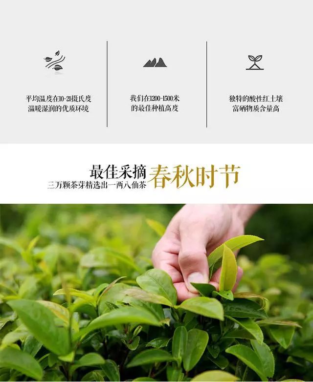 紫阳富硒茶种类(紫阳富硒茶品种)-硒宝网
