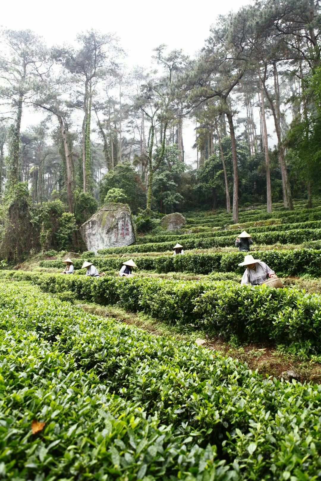 江苏富硒茶供应（江苏富硒农业网）-硒宝网