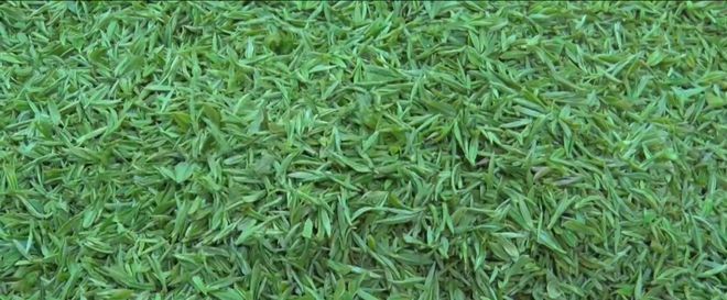 安康富硒银针茶(安康富硒茶的功效与作用)-硒宝网