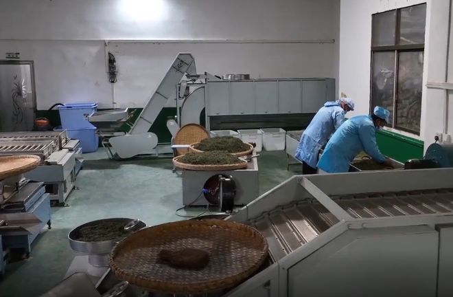 安康富硒银针茶(安康富硒茶的功效与作用)-硒宝网