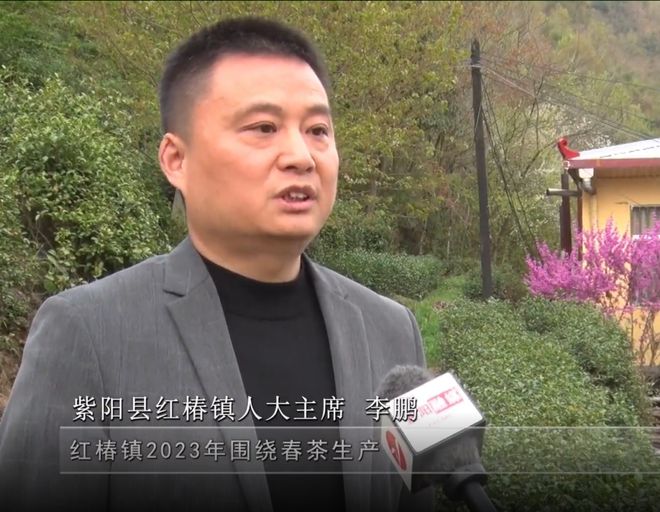 安康富硒银针茶(安康富硒茶的功效与作用)-硒宝网