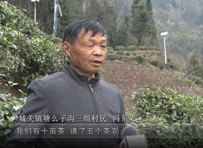 安康富硒银针茶(安康富硒茶的功效与作用)-硒宝网