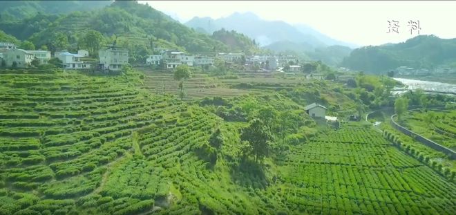 安康富硒银针茶(安康富硒茶的功效与作用)-硒宝网