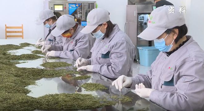 安康富硒银针茶(安康富硒茶的功效与作用)-硒宝网