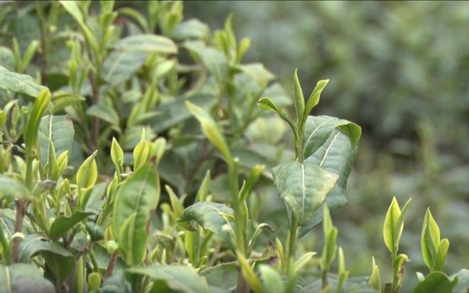 安康富硒银针茶(安康富硒茶的功效与作用)-硒宝网