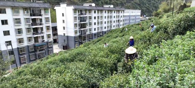 安康富硒银针茶(安康富硒茶的功效与作用)-硒宝网