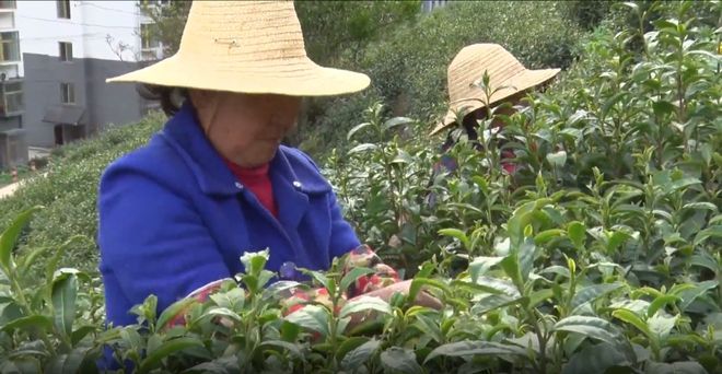 安康富硒银针茶(安康富硒茶的功效与作用)-硒宝网