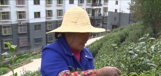 安康富硒银针茶(安康富硒茶的功效与作用)-硒宝网