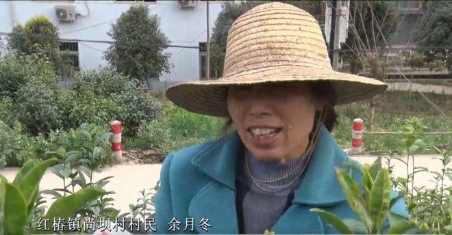 安康富硒银针茶(安康富硒茶的功效与作用)-硒宝网