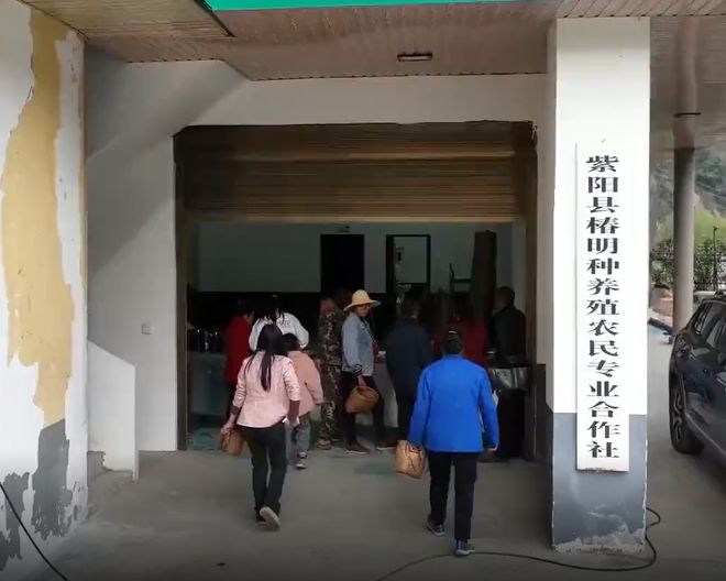 安康富硒银针茶(安康富硒茶的功效与作用)-硒宝网