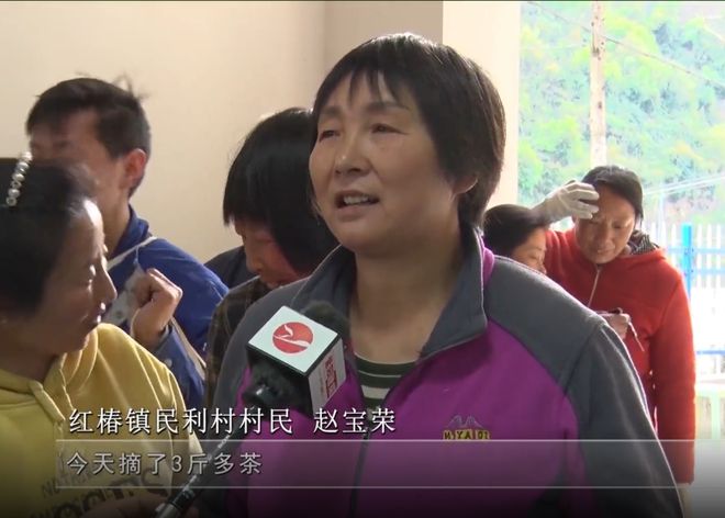 安康富硒银针茶(安康富硒茶的功效与作用)-硒宝网