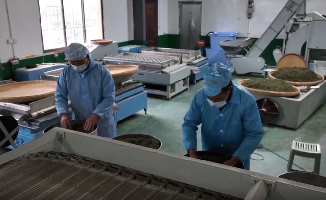 安康富硒银针茶(安康富硒茶的功效与作用)-硒宝网