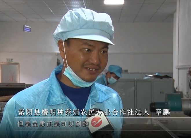 安康富硒银针茶(安康富硒茶的功效与作用)-硒宝网