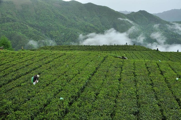 高山富硒野放茶（高山富硒红茶）-硒宝网