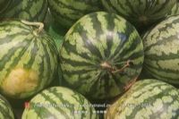 陕西富硒茶功效(陕西富硒茶叶)-硒宝网