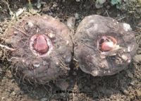 陕西富硒茶功效(陕西富硒茶叶)-硒宝网