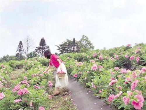 吴江富硒玫瑰茶（富硒玫瑰花茶的价格表）-硒宝网