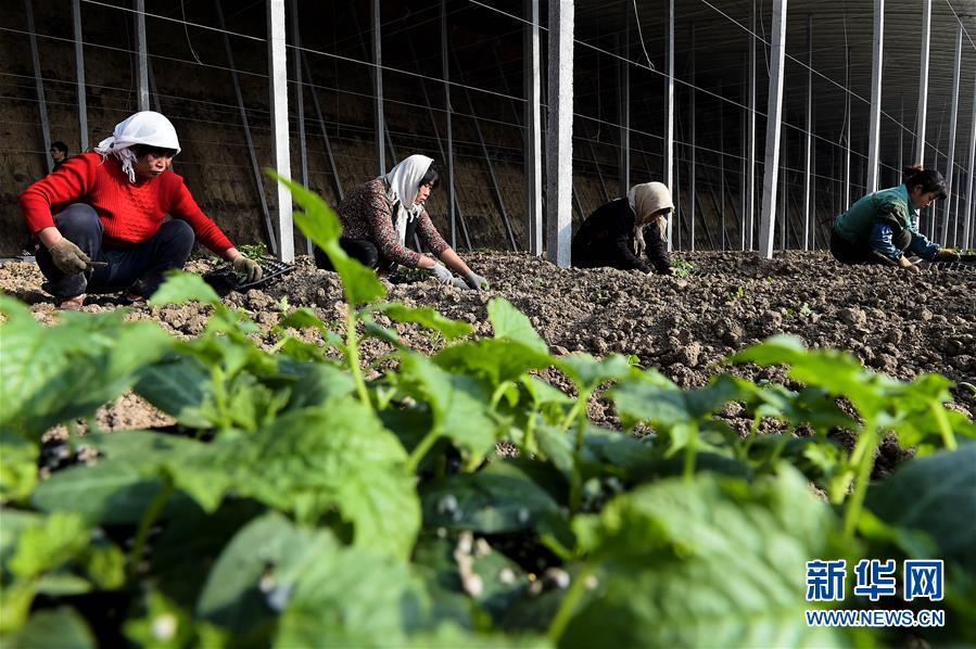 开阳富硒茶加工(开阳富硒茶叶)-硒宝网