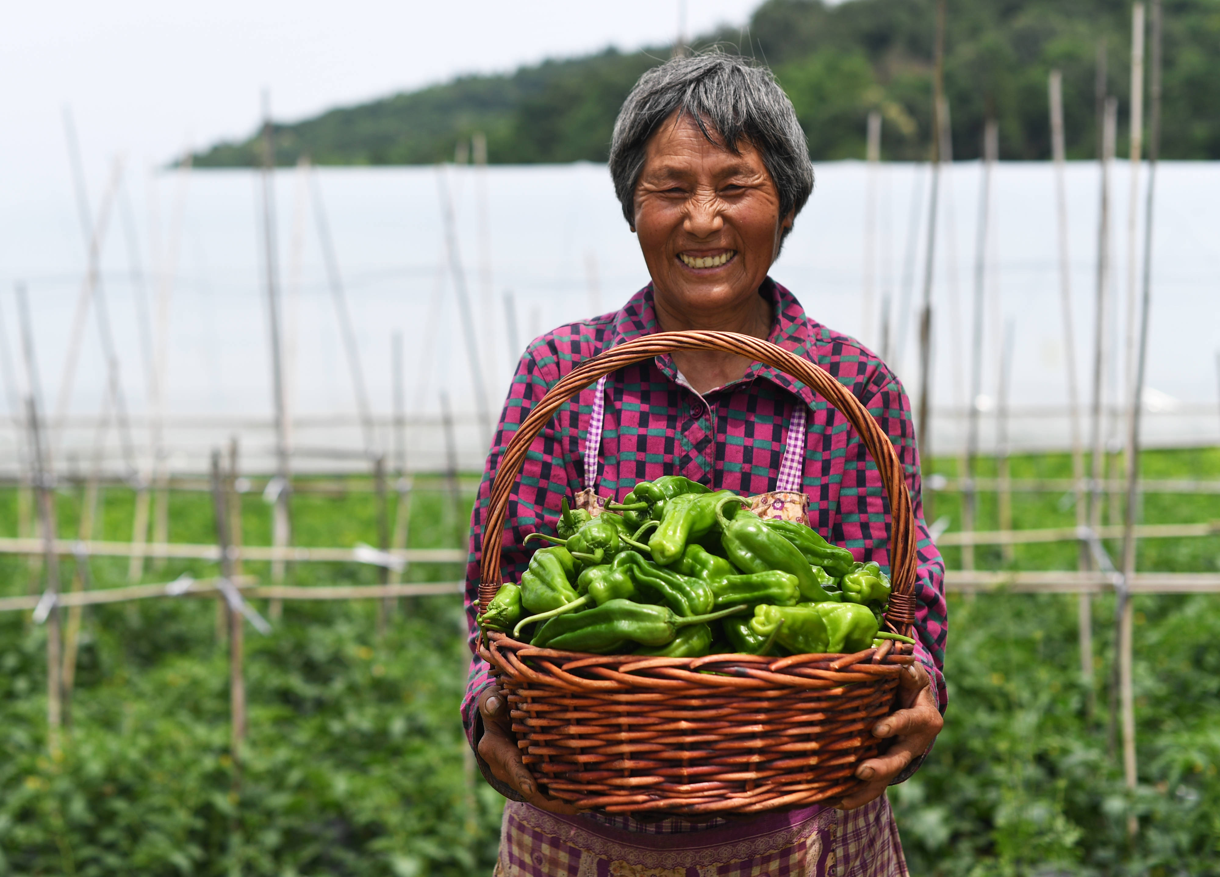 开阳富硒茶加工(开阳富硒茶叶)-硒宝网