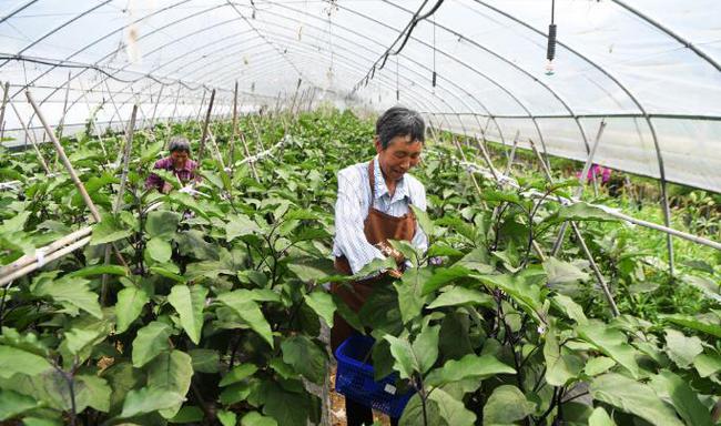 开阳富硒茶加工(开阳富硒茶叶)-硒宝网