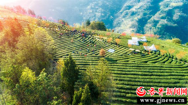 富硒茶加工视频（安康富硒茶加工工艺）-硒宝网