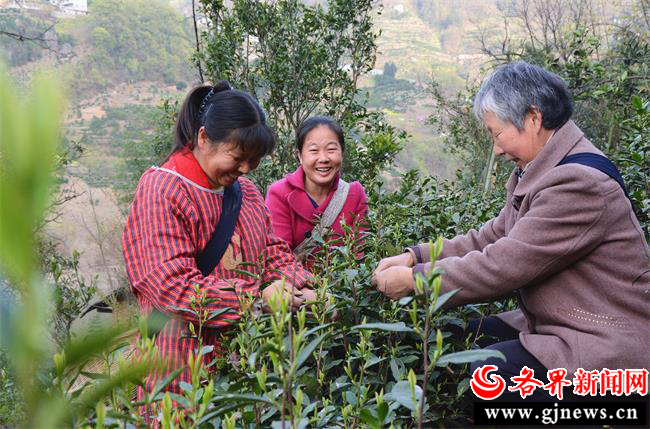富硒茶加工视频（安康富硒茶加工工艺）-硒宝网