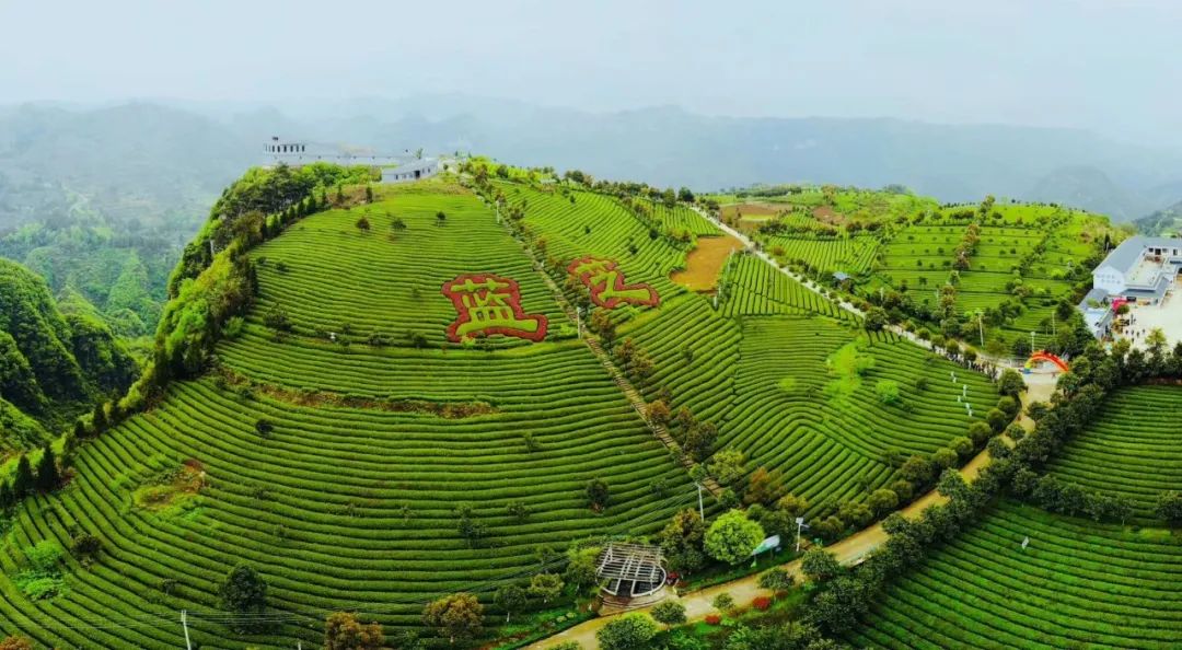 开阳富硒茶加工（开阳富硒茶t6体验店）-硒宝网