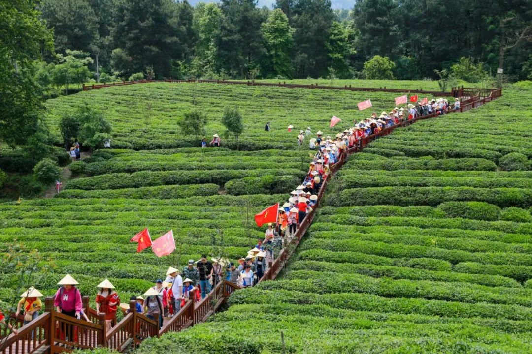 开阳富硒茶加工（开阳富硒茶t6体验店）-硒宝网