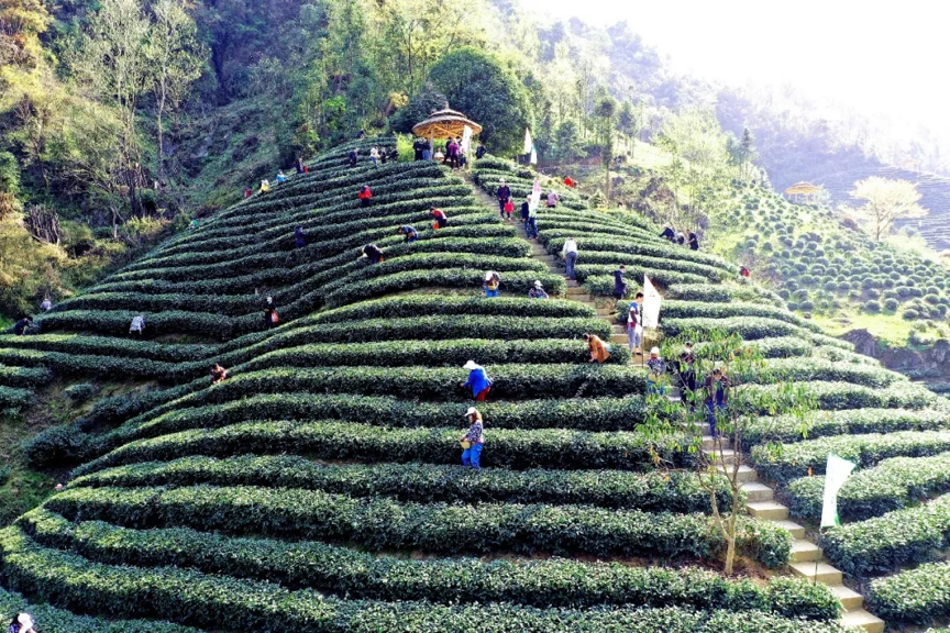 安康富硒茶之旅(安康富硒茶简介)-硒宝网