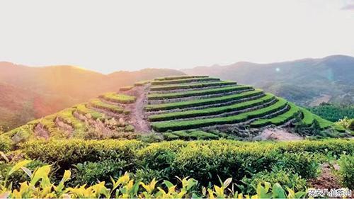 诏安富硒有机茶(诏安富硒茶价位)-硒宝网