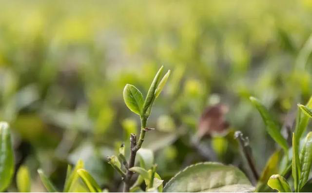 陕西银针富硒茶(紫阳县富硒茶银针价格)-硒宝网