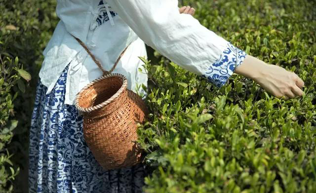 陕西银针富硒茶(紫阳县富硒茶银针价格)-硒宝网