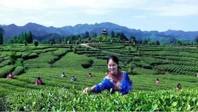 陕西银针富硒茶(紫阳县富硒茶银针价格)-硒宝网