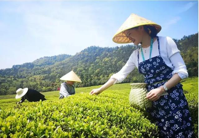 陕西银针富硒茶(紫阳县富硒茶银针价格)-硒宝网