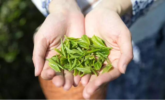 陕西银针富硒茶(紫阳县富硒茶银针价格)-硒宝网